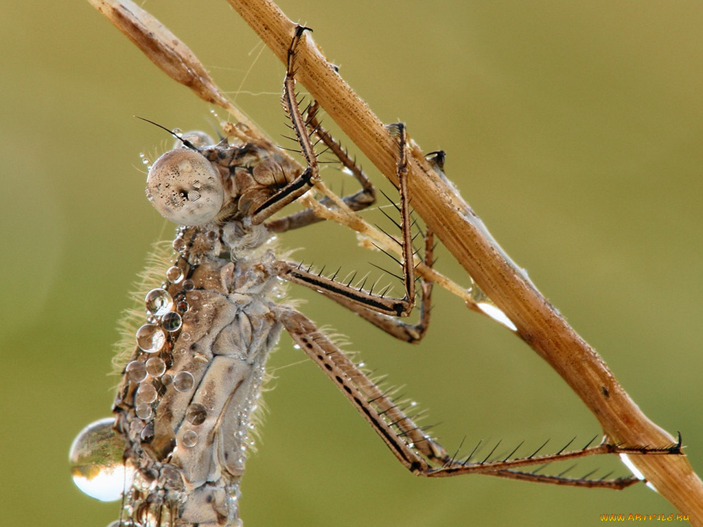 , , sympecma, fusca, , , 